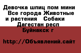 Девочка шпиц пом мини - Все города Животные и растения » Собаки   . Дагестан респ.,Буйнакск г.